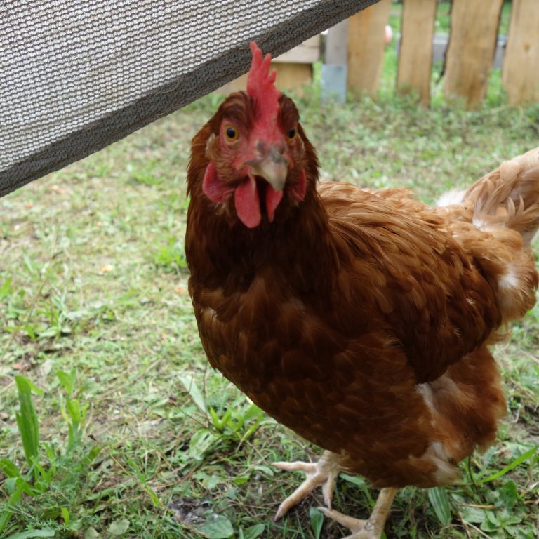 Online Anmeldung zum Ferienprogramm 2026